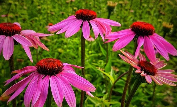 JEŻÓWKA PURPUROWA I JEJ NIEBYWAŁA MOC